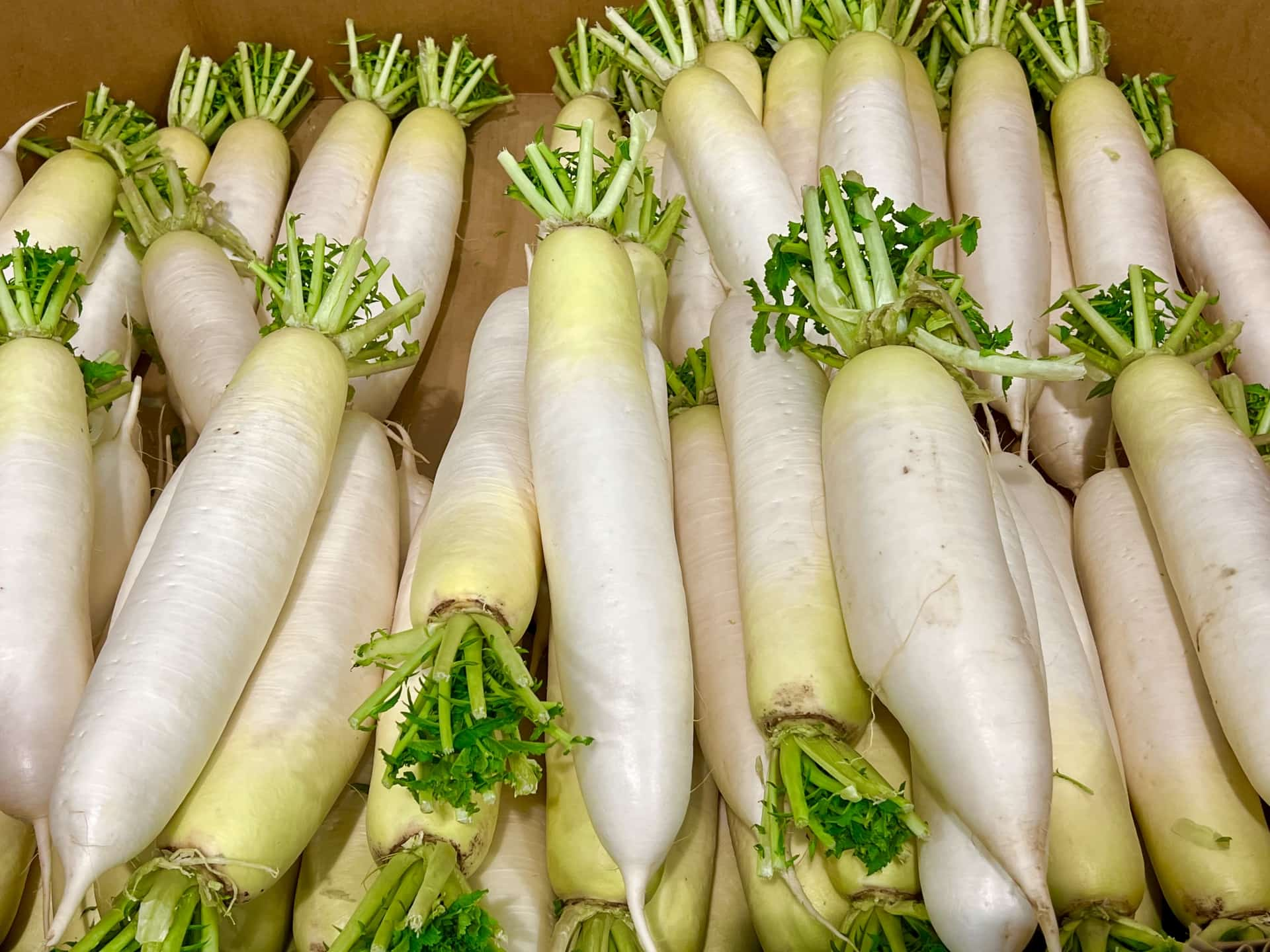 1月が旬の野菜ー大根