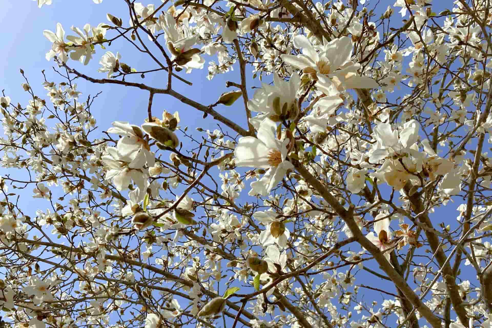 3月｜食の歳時記｜行事・食べ物・季語・草木茶花まとめ