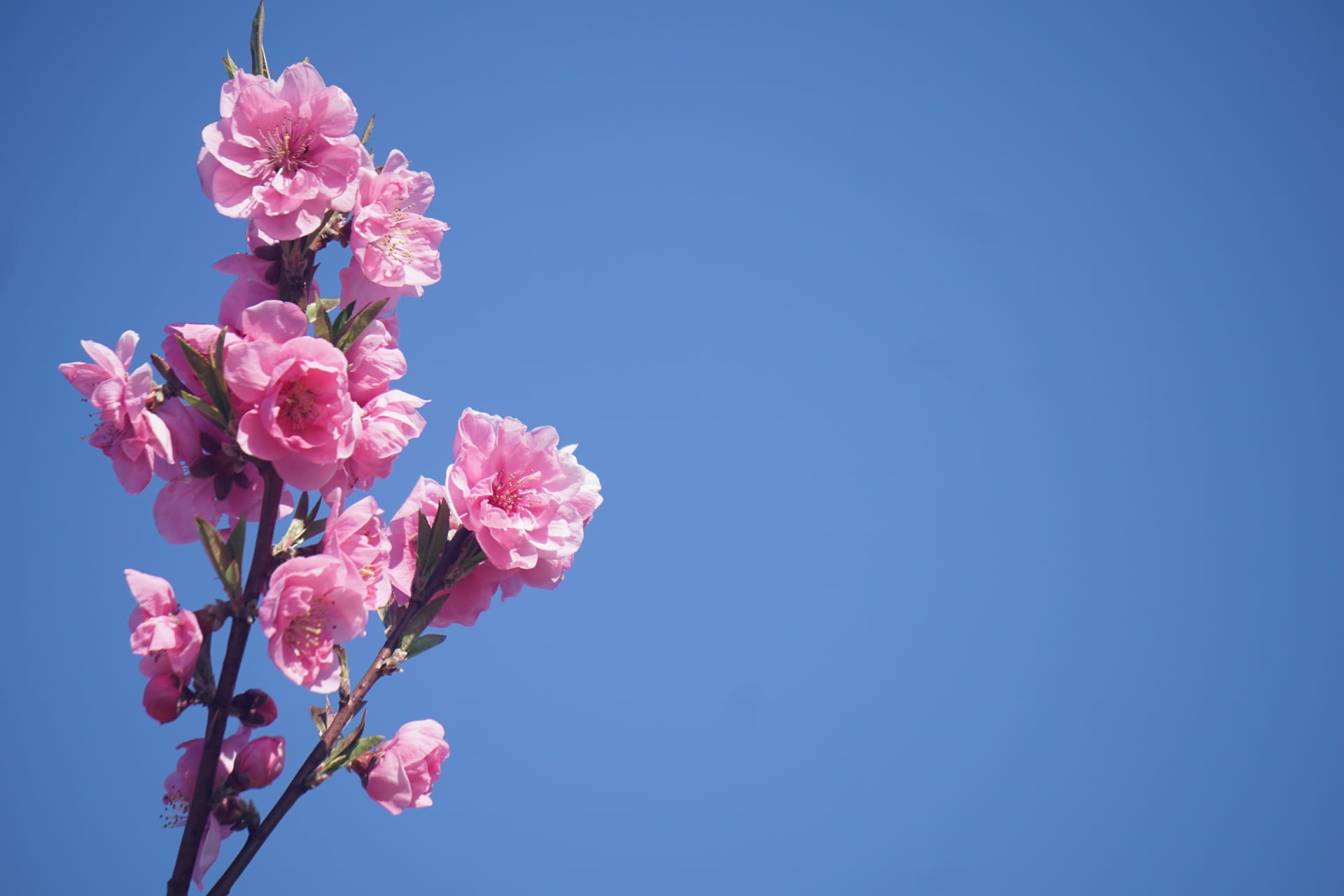 3月｜食の歳時記｜行事・食べ物・季語・草木茶花まとめ