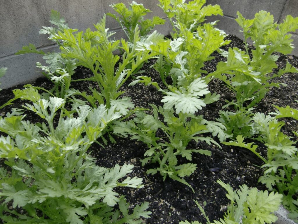 畑で育つ春菊の株|春菊の旬の時期