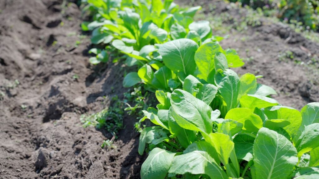 畑に生えている小松菜の株（