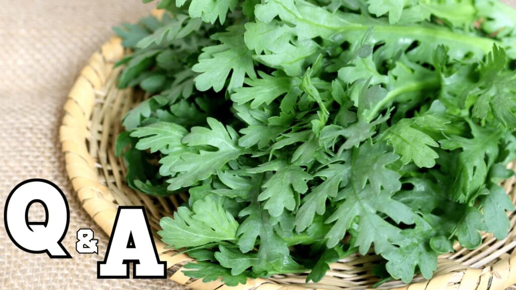 春菊の葉の写真にQ&Aの文字|春菊のよくある質問と豆知識