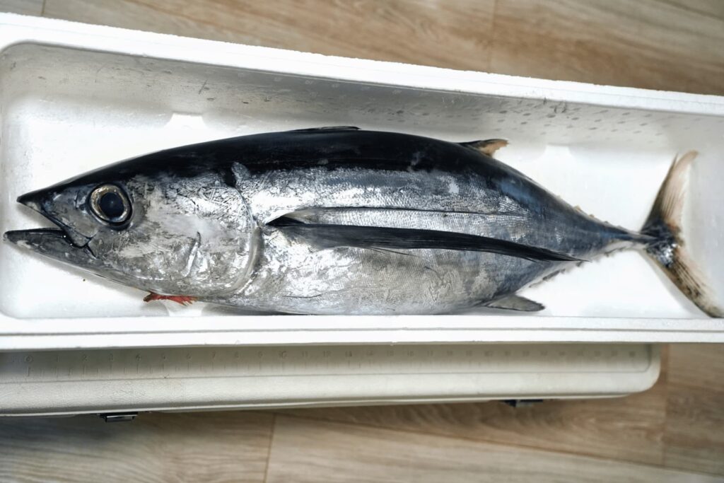 ビンナガマグロの姿（1尾）｜旬と特徴がわかるAlbacore