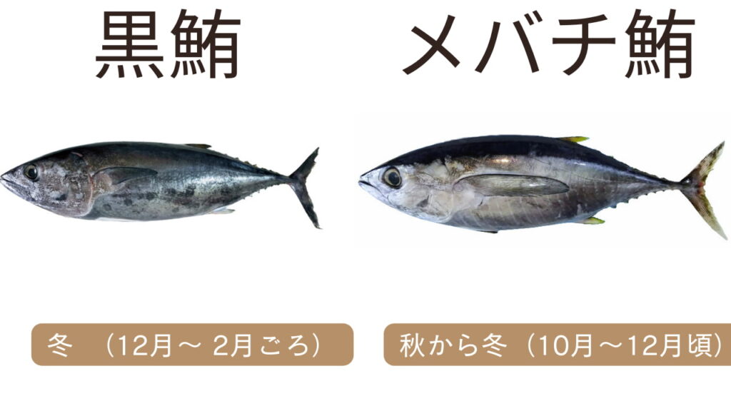 クロマグロとメバチマグロの外見比較。クロマグロは体が大きく丸みがあり、メバチは眼が大きいのが特徴