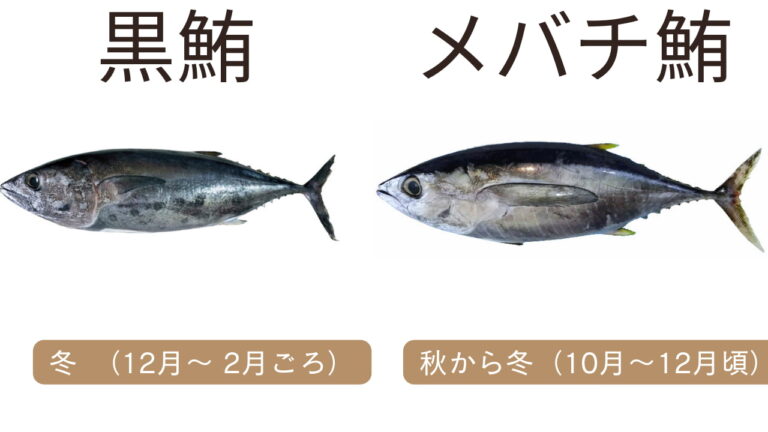 クロマグロ・メバチマグロの旬と漁期|美味しい時期を解説