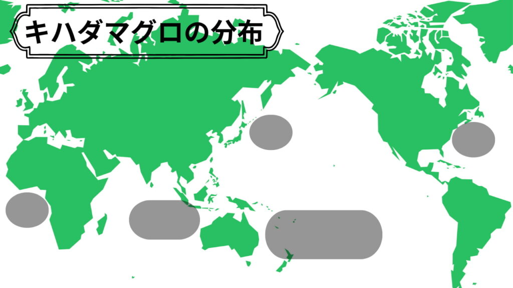 キハダマグロの分布図。世界の熱帯〜亜熱帯海域を回遊
