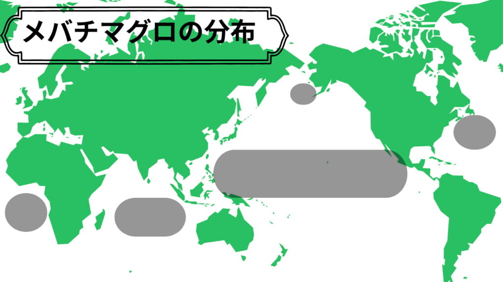 メバチマグロの分布図。世界の熱帯〜亜熱帯の外洋に広く分布