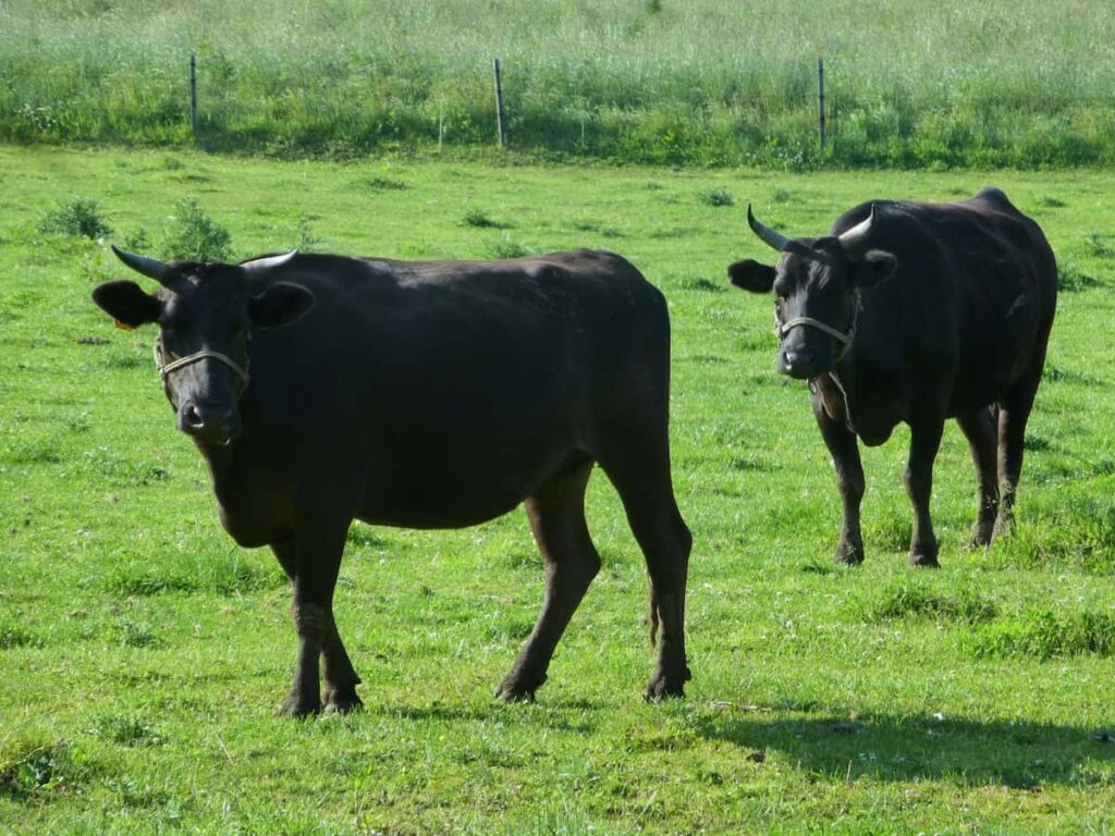 黒毛和牛の写真｜日本三大和牛の共通点（黒毛和種）