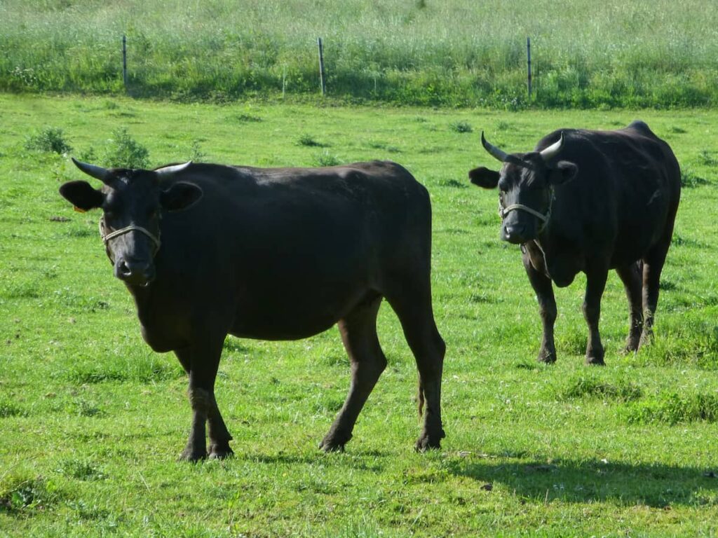 全国で育てられる黒毛和牛（ブランド牛）