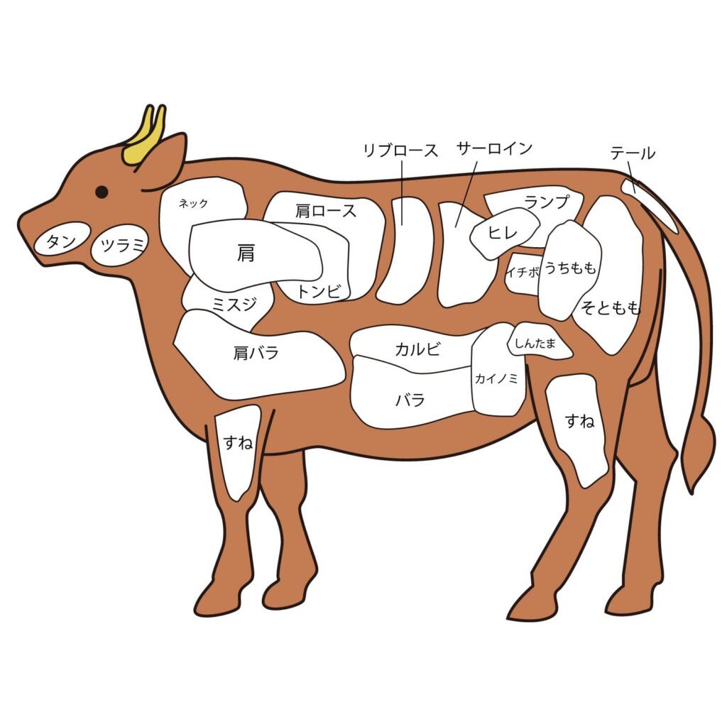 牛肉の主要部位イラスト