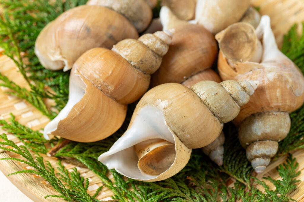 エッチュウバイ（白バイ）がたくさん並んだ様子