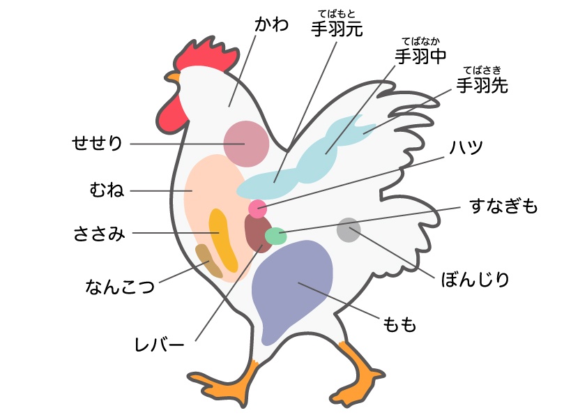 鶏肉の部位を示したカラフルなイラスト図解