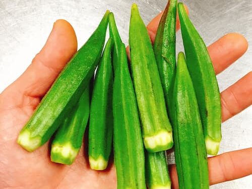 手のひらのオクラ100ｇ