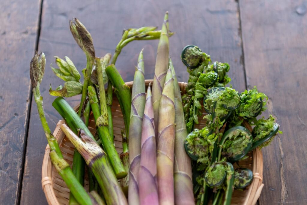 春の旬野菜(独活・たらの芽・こごみ)の盛り合わせ|春の山菜