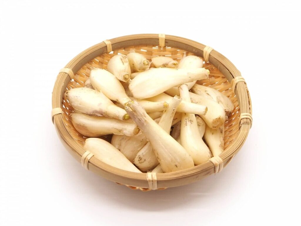 辣韭(らっきょう)|食物繊維が多い野菜の代表例