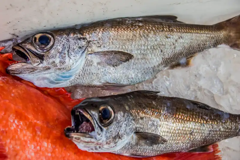10月におすすめの旬魚「むつ」