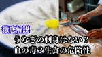 うなぎの刺身がない理由は血の毒?生食の危険性を調理師が徹底解説
