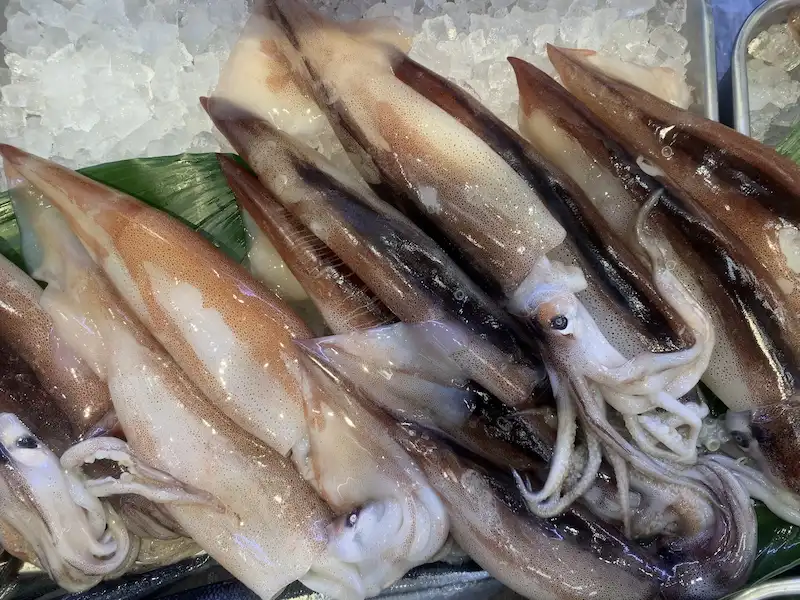 8月の魚介類10選「スルメイカ」