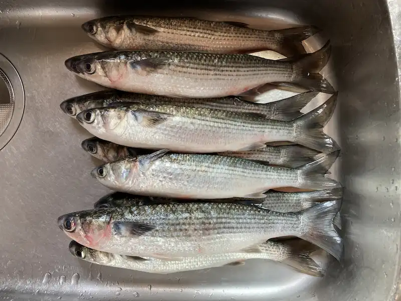 10月におすすめの旬魚「ぼら」