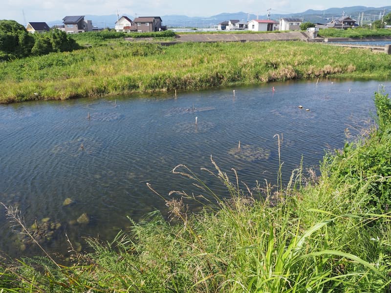 全国各地の川で行われる伝統的な「石倉漁」