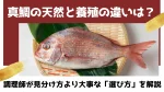 真鯛の天然と養殖の違いは？調理師が見分け方より大事な「選び方」を解説